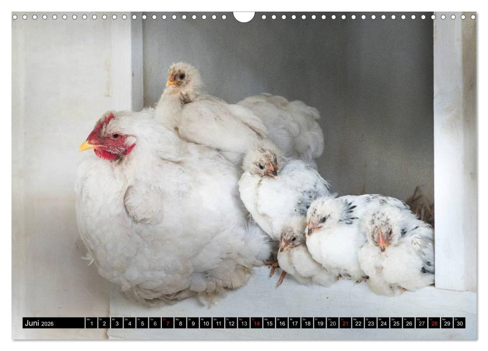 Hühner in meinem Garten (CALVENDO Wandkalender 2026)