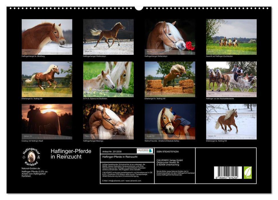 Haflinger-Pferde in Reinzucht (CALVENDO Premium Wandkalender 2026)