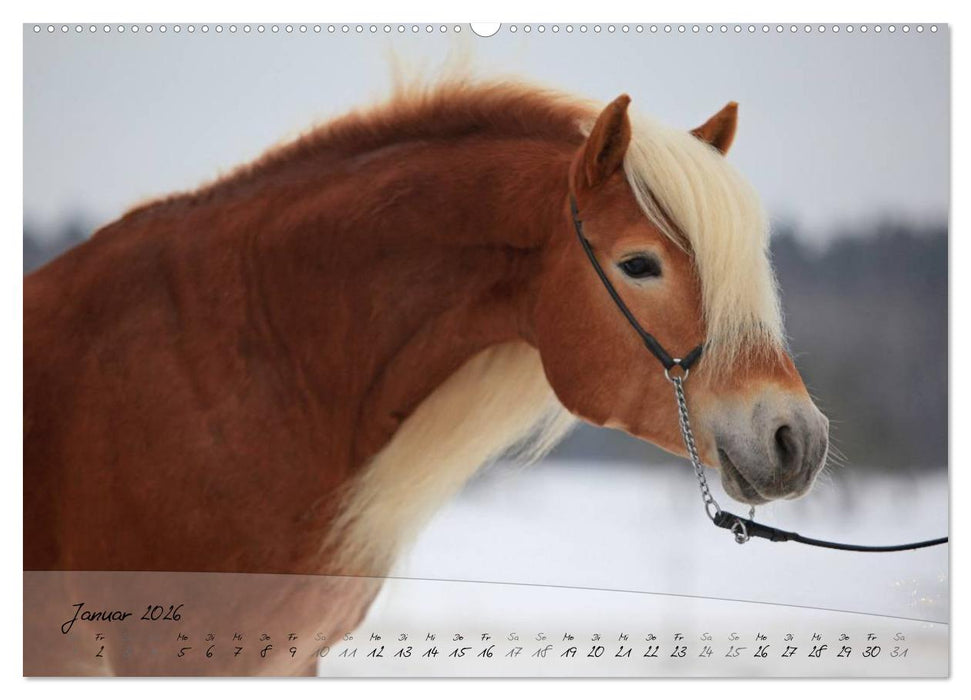 Haflinger-Pferde in Reinzucht (CALVENDO Premium Wandkalender 2026)