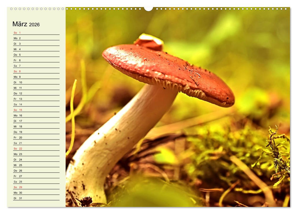 Pilze und Pilzgerichte (CALVENDO Premium Wandkalender 2026)