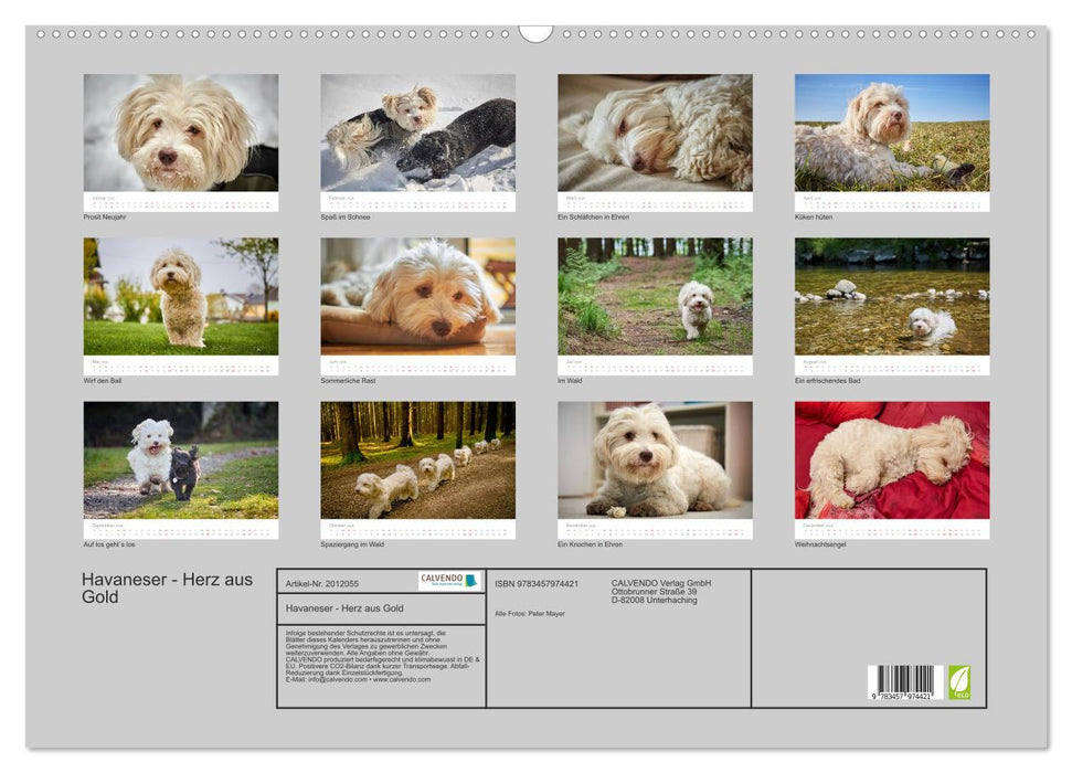 Havaneser - Herz aus Gold (CALVENDO Wandkalender 2026)