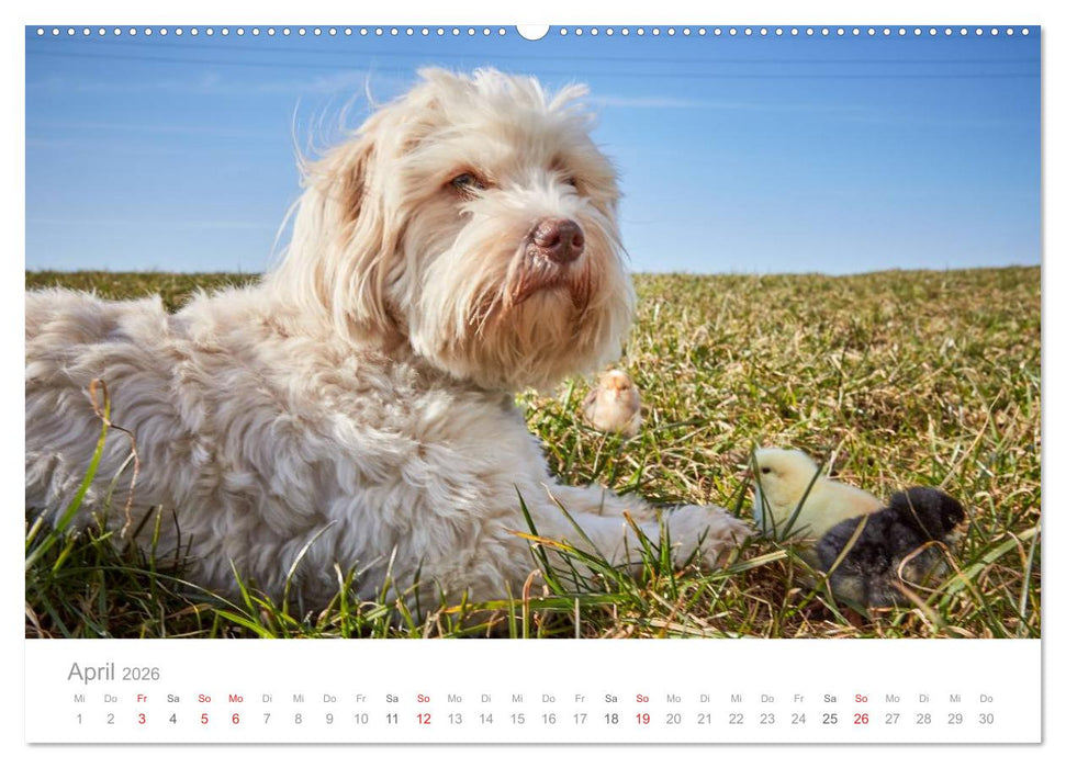 Havaneser - Herz aus Gold (CALVENDO Wandkalender 2026)