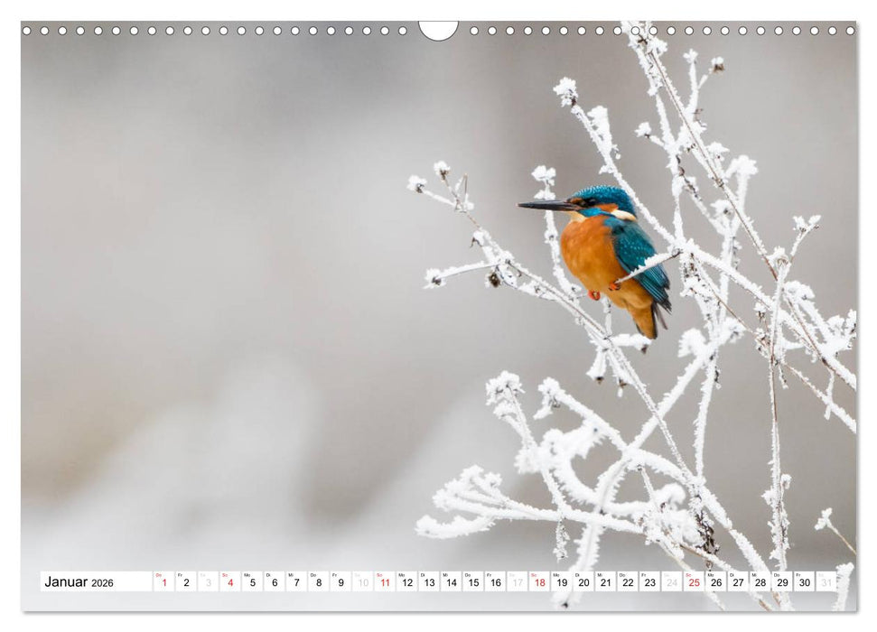Faszination Eisvogel (CALVENDO Wandkalender 2026)
