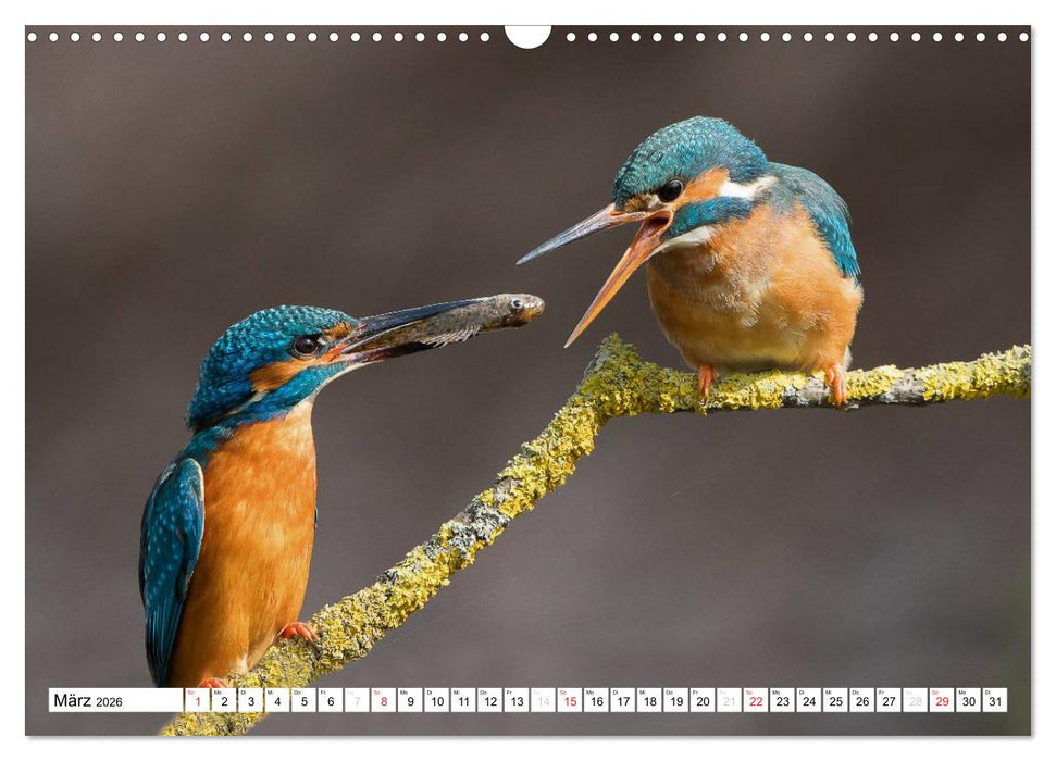 Faszination Eisvogel (CALVENDO Wandkalender 2026)