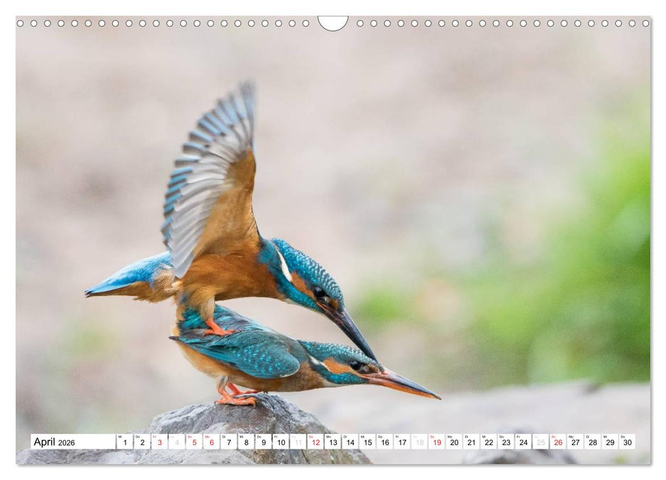 Faszination Eisvogel (CALVENDO Wandkalender 2026)