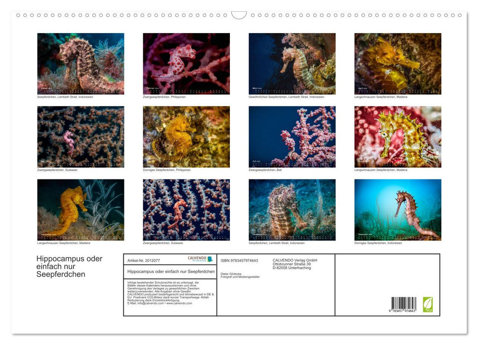 Hippocampus oder einfach nur Seepferdchen (CALVENDO Wandkalender 2026)