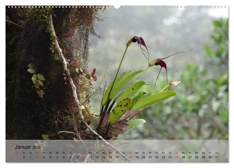 Orchideenland Ecuador (CALVENDO Premium Wandkalender 2026)