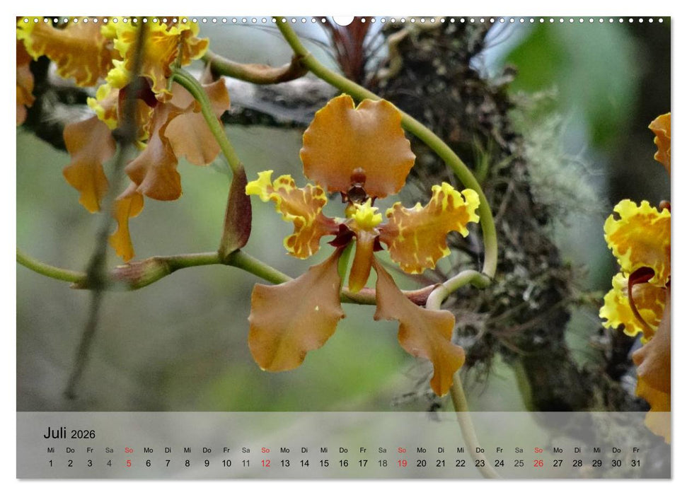 Orchideenland Ecuador (CALVENDO Premium Wandkalender 2026)