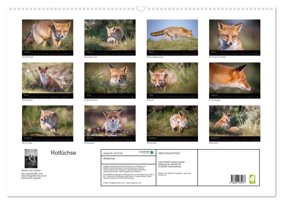 Rotfüchse (CALVENDO Wandkalender 2026)