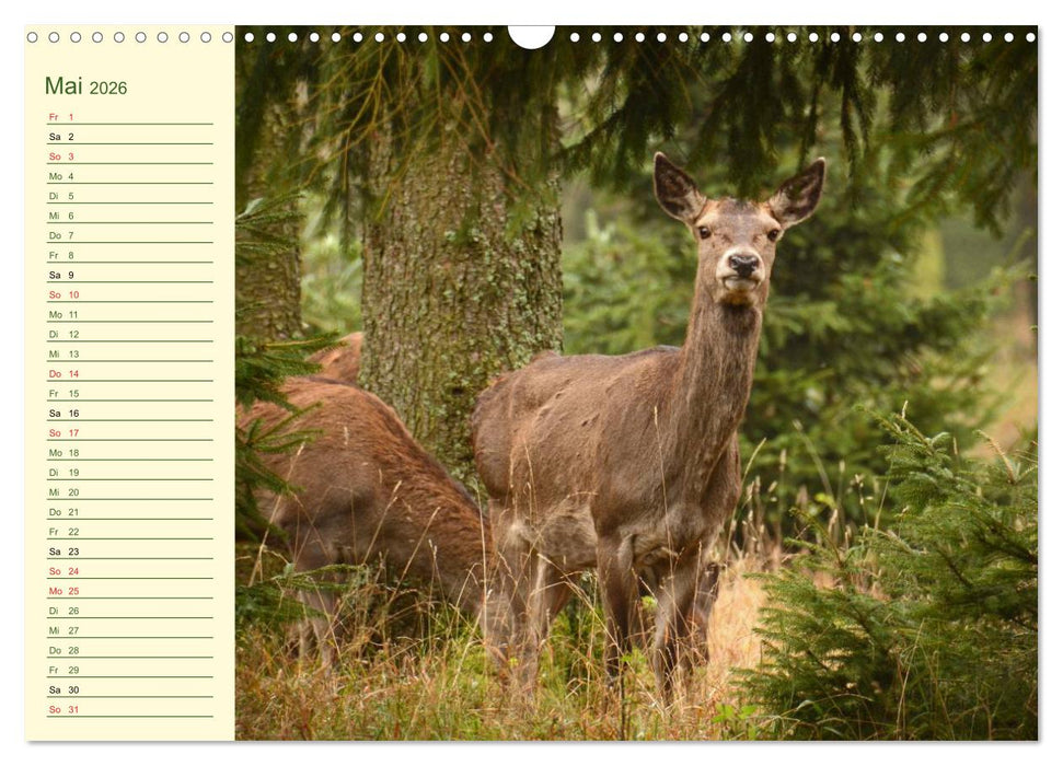 Begegnungen. DER HIRSCH (CALVENDO Wandkalender 2026)