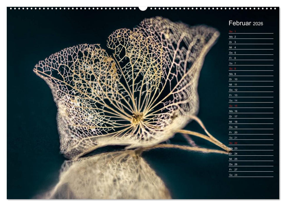 Die Hortensie und ihre vielen Gesichter (CALVENDO Premium Wandkalender 2026)