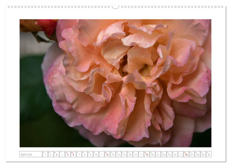 Rosen Schleswig-Holsteins (CALVENDO Premium Wandkalender 2026)