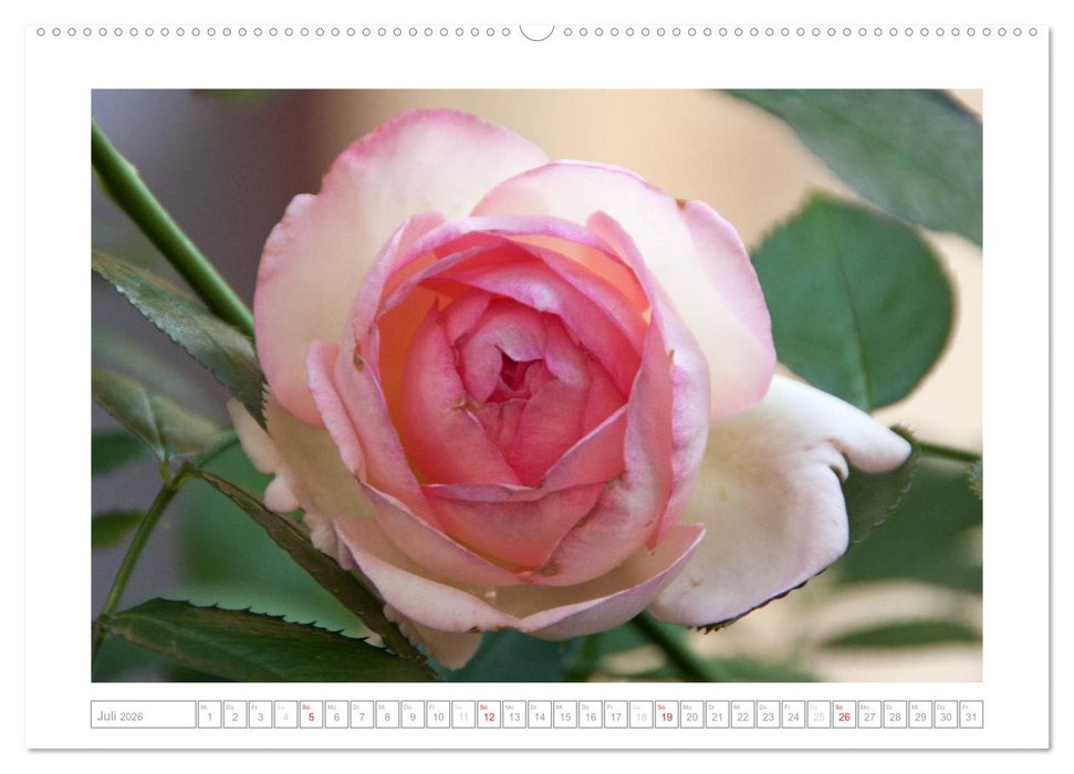 Rosen Schleswig-Holsteins (CALVENDO Premium Wandkalender 2026)