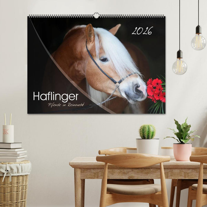 Haflinger-Pferde in Reinzucht (CALVENDO Wandkalender 2026)