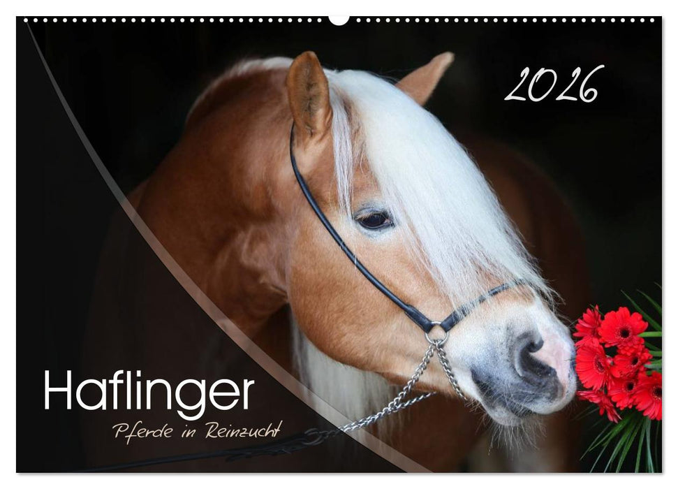 Haflinger-Pferde in Reinzucht (CALVENDO Wandkalender 2026)