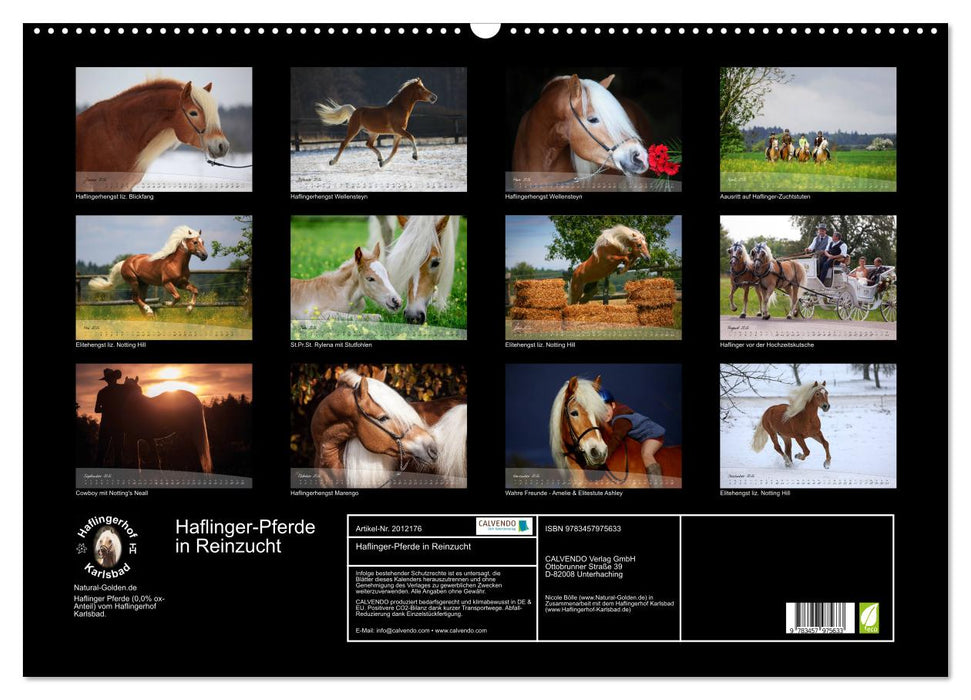 Haflinger-Pferde in Reinzucht (CALVENDO Wandkalender 2026)