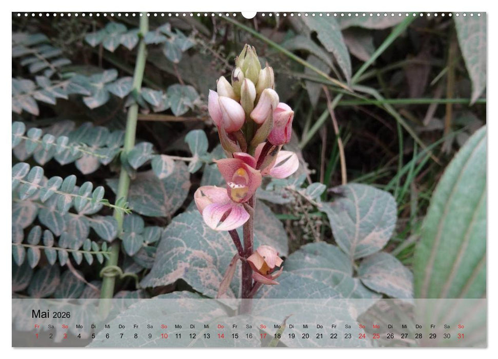 Orchideenland Ecuador (CALVENDO Wandkalender 2026)