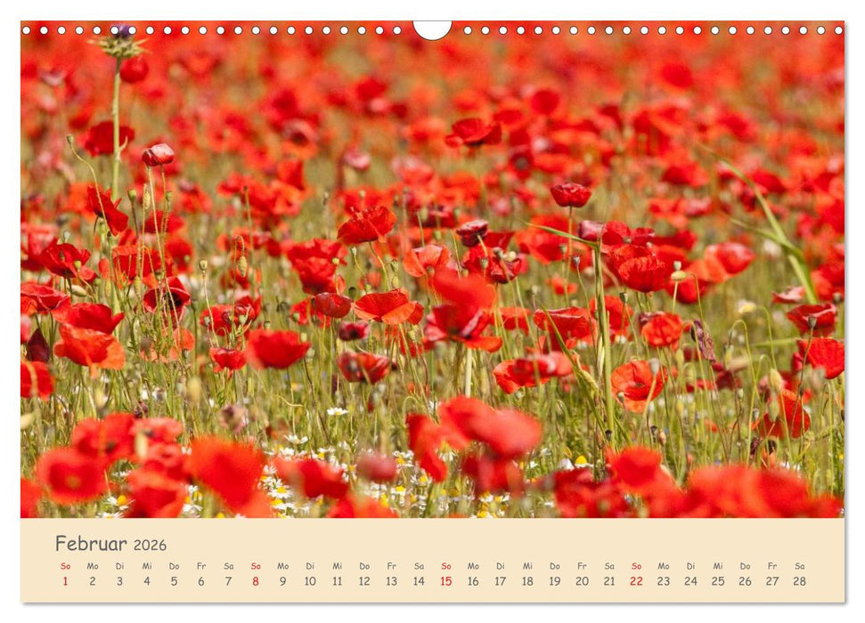 Mohnblumen - rote Schönheiten (CALVENDO Wandkalender 2026)