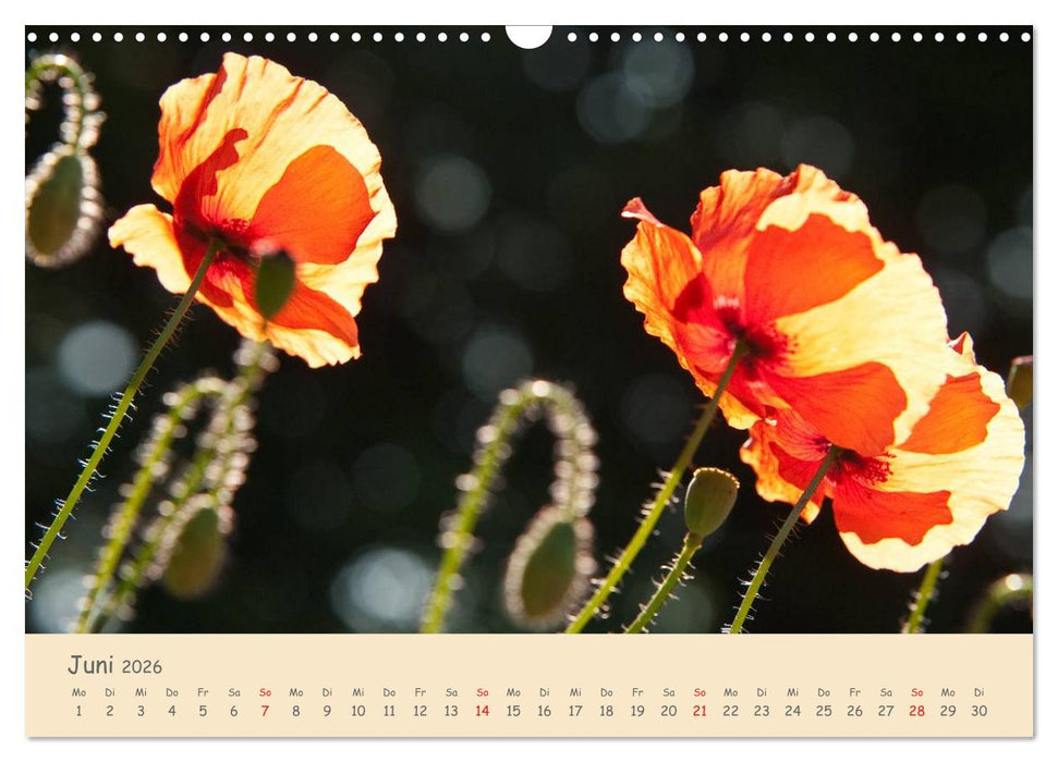 Mohnblumen - rote Schönheiten (CALVENDO Wandkalender 2026)