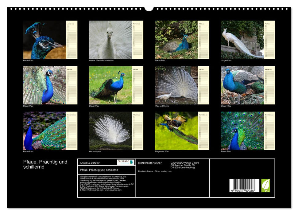 Pfaue. Prächtig und schillernd (CALVENDO Premium Wandkalender 2026)