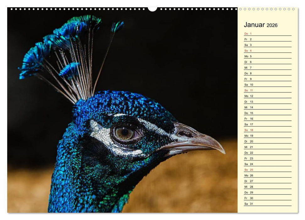 Pfaue. Prächtig und schillernd (CALVENDO Premium Wandkalender 2026)