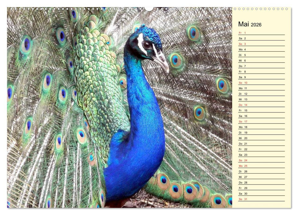 Pfaue. Prächtig und schillernd (CALVENDO Premium Wandkalender 2026)