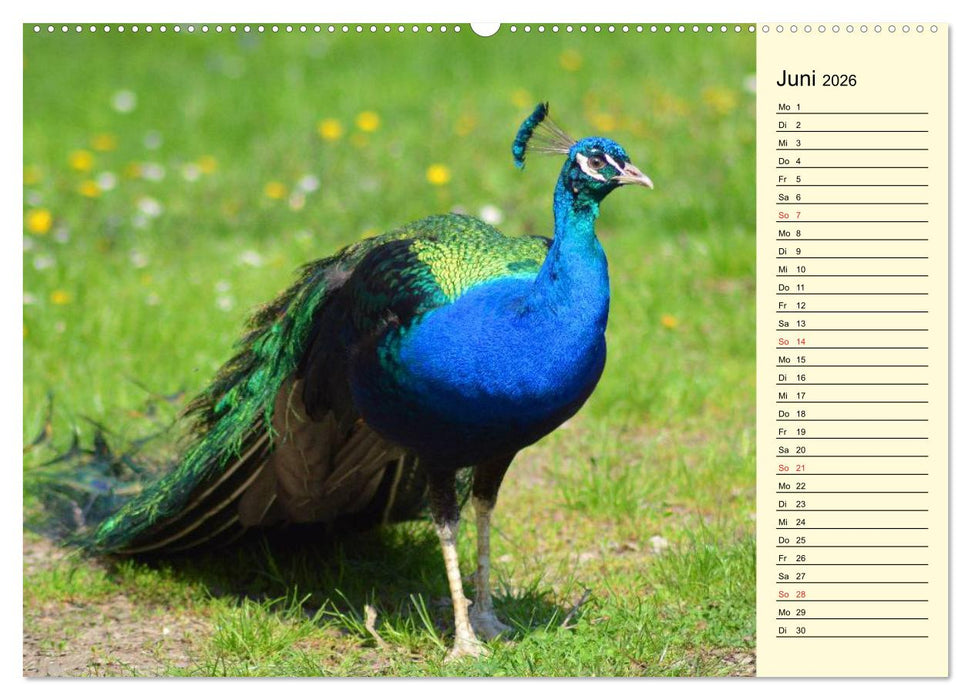 Pfaue. Prächtig und schillernd (CALVENDO Premium Wandkalender 2026)