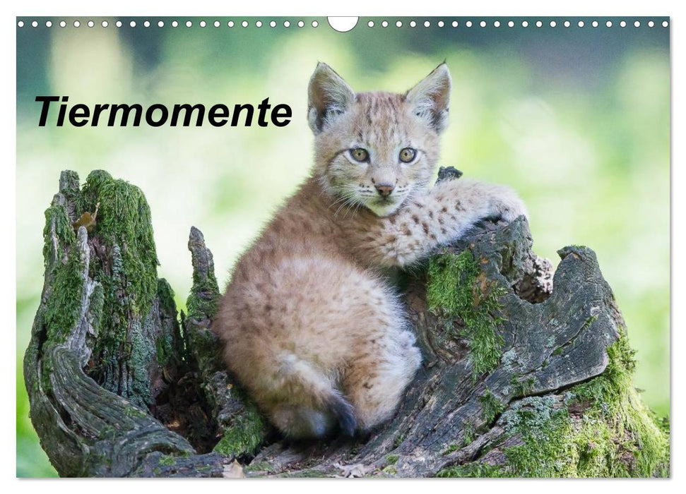 Tiermomente (CALVENDO Wandkalender 2026)