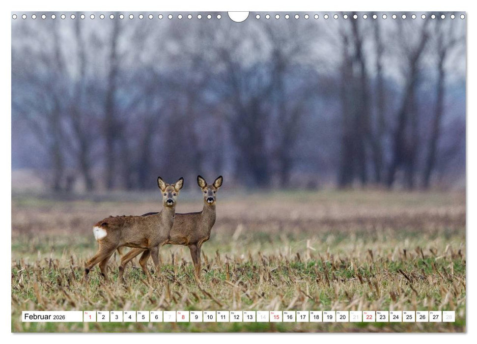 Tiermomente (CALVENDO Wandkalender 2026)