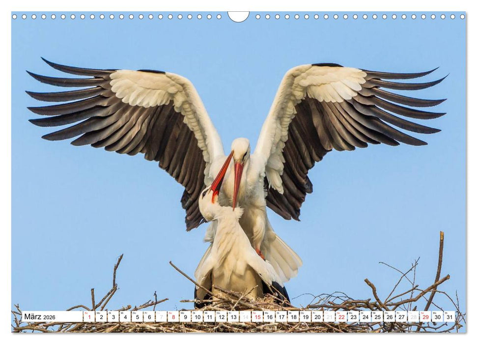 Tiermomente (CALVENDO Wandkalender 2026)