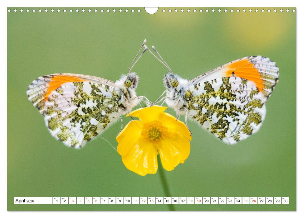 Tiermomente (CALVENDO Wandkalender 2026)