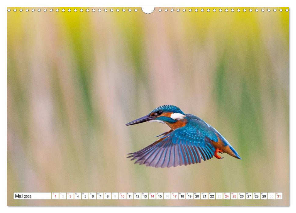 Tiermomente (CALVENDO Wandkalender 2026)