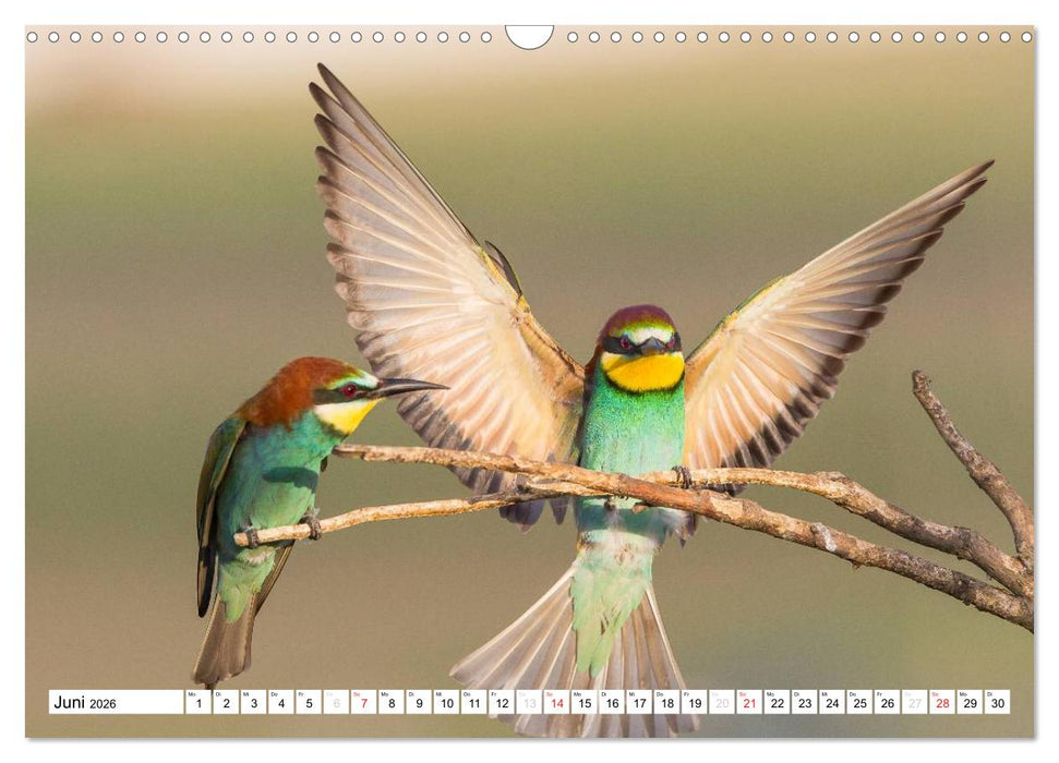 Tiermomente (CALVENDO Wandkalender 2026)