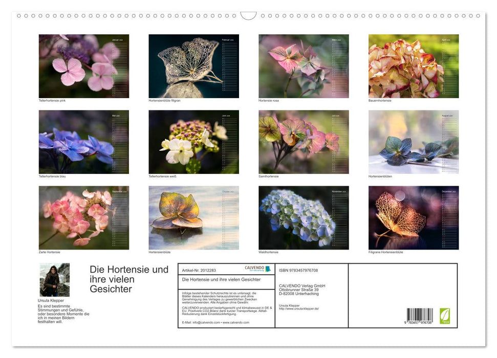 Die Hortensie und ihre vielen Gesichter (CALVENDO Wandkalender 2026)
