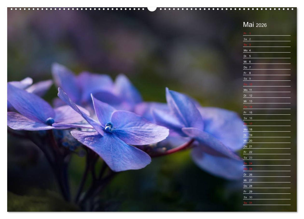 Die Hortensie und ihre vielen Gesichter (CALVENDO Wandkalender 2026)