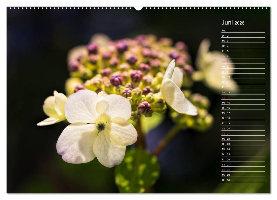 Die Hortensie und ihre vielen Gesichter (CALVENDO Wandkalender 2026)