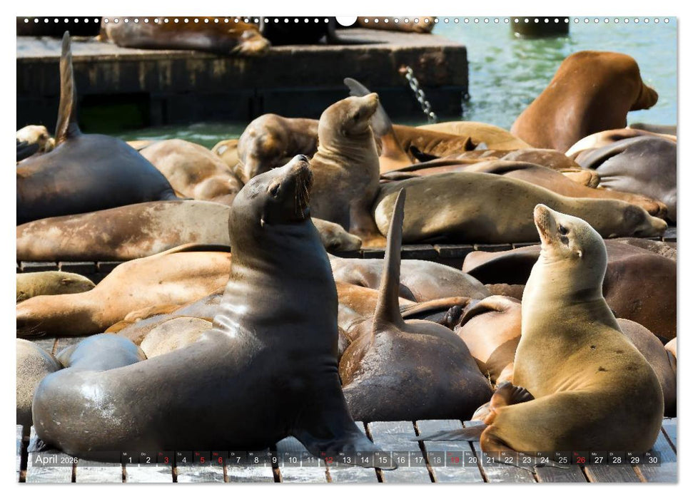 San Francisco Perspektiven (CALVENDO Premium Wandkalender 2026)
