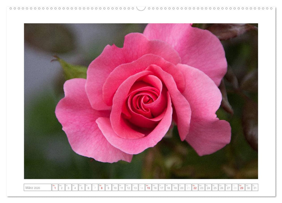 Rosen Schleswig-Holsteins (CALVENDO Wandkalender 2026)