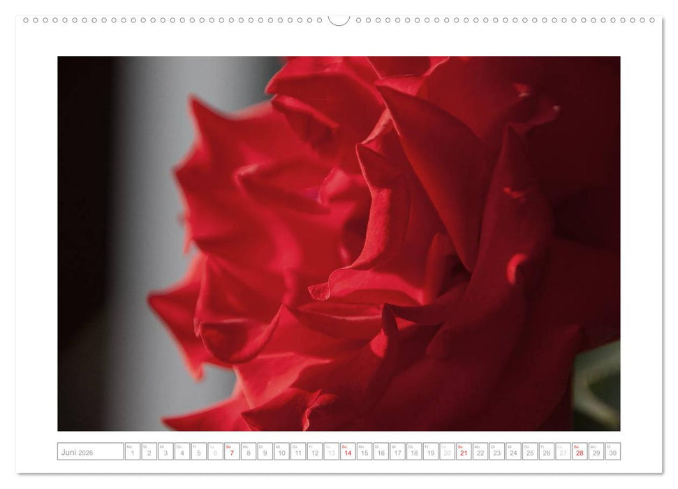 Rosen Schleswig-Holsteins (CALVENDO Wandkalender 2026)