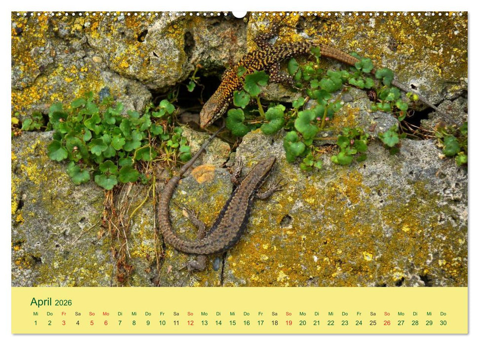 Flinke Eidechsen (CALVENDO Premium Wandkalender 2026)