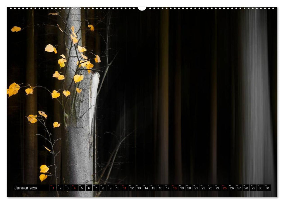 Zauberhafter Sachsenwald (CALVENDO Premium Wandkalender 2026)