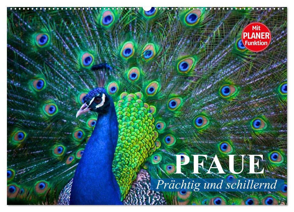 Pfaue. Prächtig und schillernd (CALVENDO Wandkalender 2026)