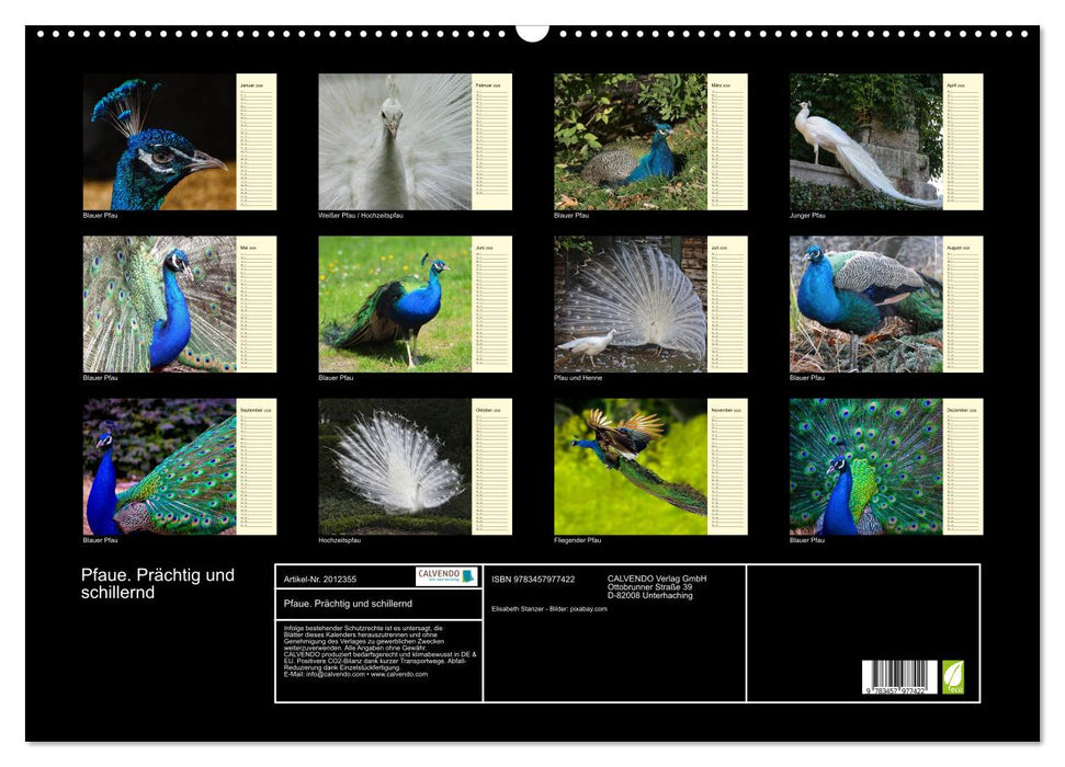 Pfaue. Prächtig und schillernd (CALVENDO Wandkalender 2026)