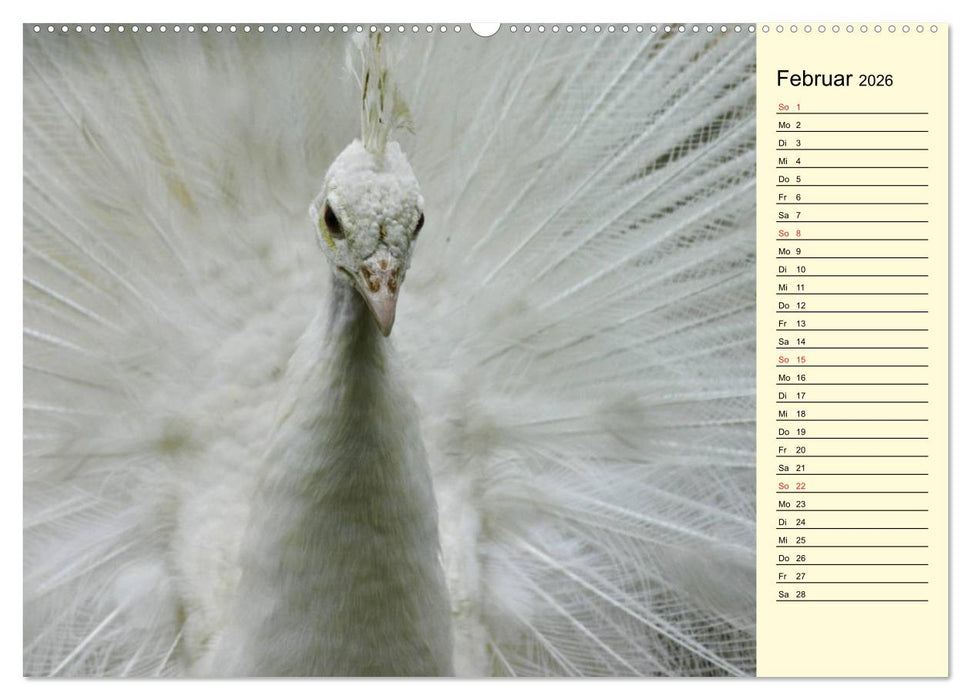Pfaue. Prächtig und schillernd (CALVENDO Wandkalender 2026)