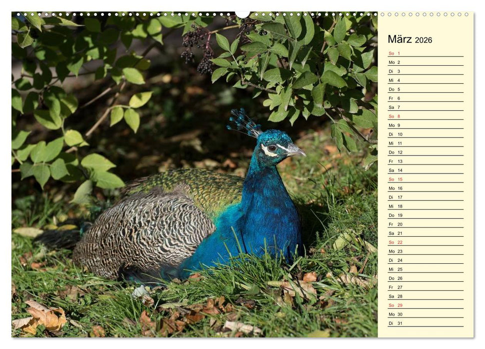 Pfaue. Prächtig und schillernd (CALVENDO Wandkalender 2026)