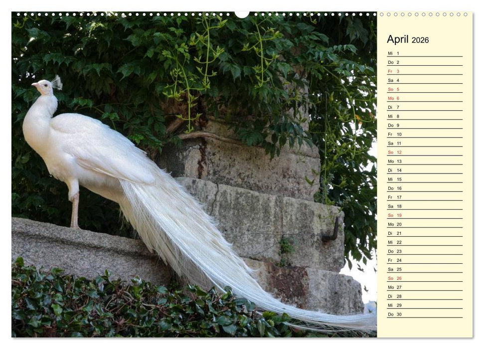 Pfaue. Prächtig und schillernd (CALVENDO Wandkalender 2026)