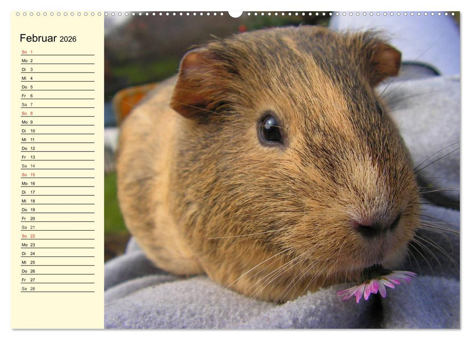 Meerschweinchen. Geliebte Nager (CALVENDO Premium Wandkalender 2026)