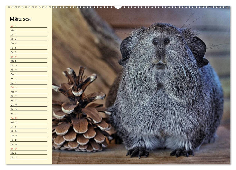 Meerschweinchen. Geliebte Nager (CALVENDO Premium Wandkalender 2026)