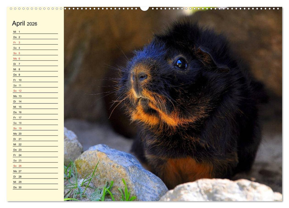 Meerschweinchen. Geliebte Nager (CALVENDO Premium Wandkalender 2026)