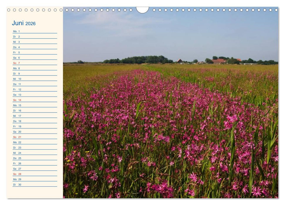Urlaub auf Borkum (CALVENDO Wandkalender 2026)